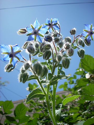 File:Blue borage flowers 2526205868 6b35bbac29 b.jpg