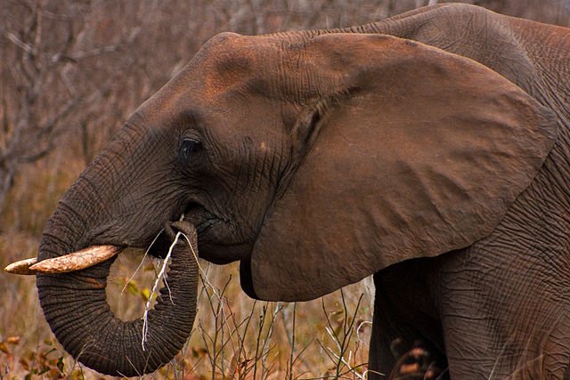 File:Kruger Park Elephant 1.jpg