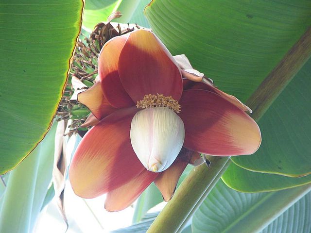 File:Musa textilis - Manila Hemp - desc-flower.jpg