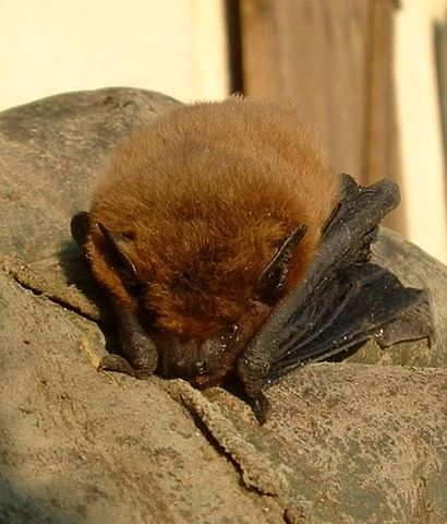 File:Pipistrellus pipistrellus01.jpg