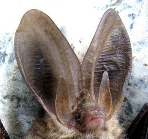 File:Plecotus auritus01.jpg