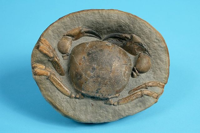 File:The Childrens Museum of Indianapolis - Miocene crab.jpg