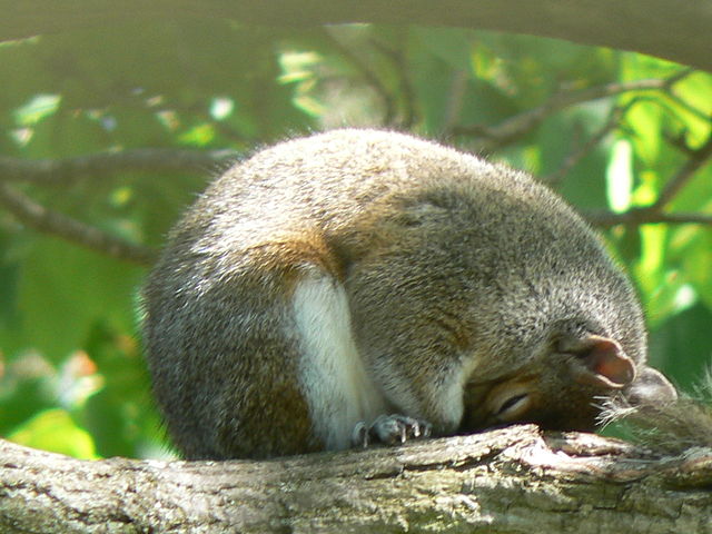 File:SleepingGray.JPG