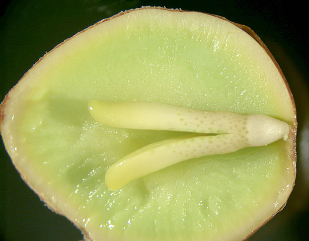 File:Ginkgo embryo and gametophyte.jpg