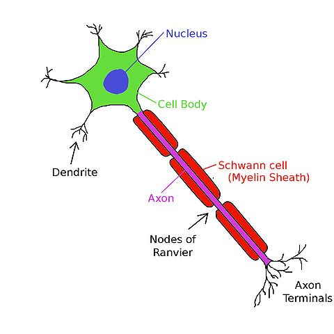 File:Neuron1.jpg