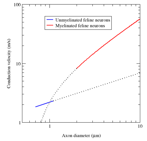File:Conduction velocity and myelination.png