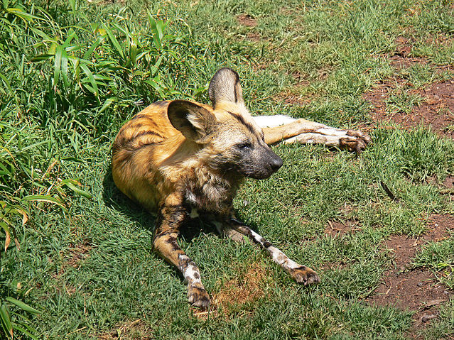 File:African Wild dog444.jpg