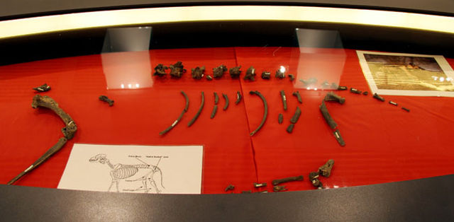 File:Postcranial skeleton of a wild dog.jpg