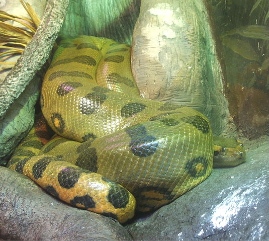 File:Green-anaconda.jpg