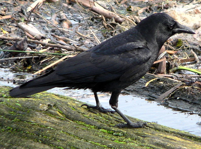 File:Corvus brachyrhynchos 30196.JPG