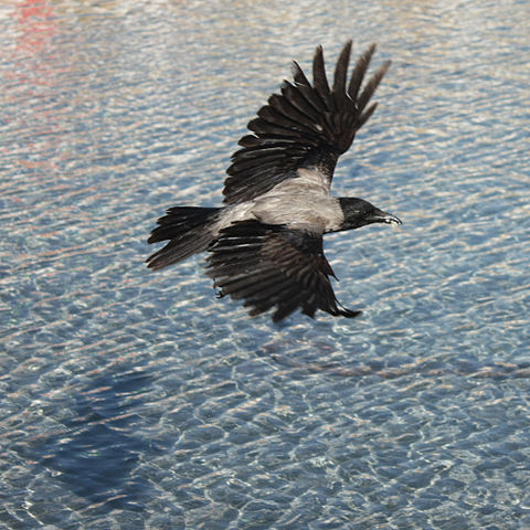 File:Flying Crow.jpg