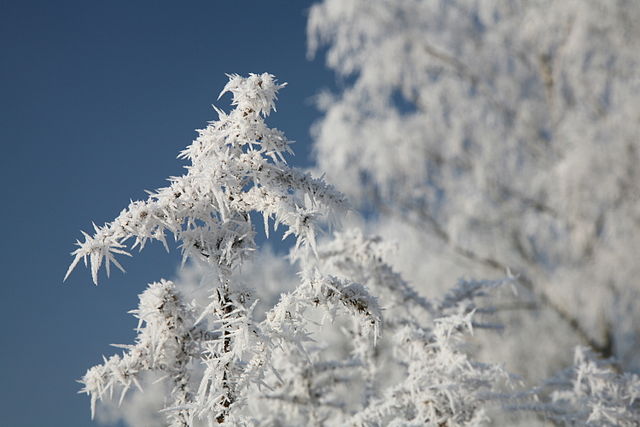 File:D Hoarfrost 3.jpg