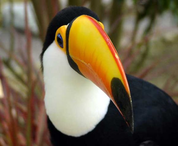 File:Ramphastos toco.jpg