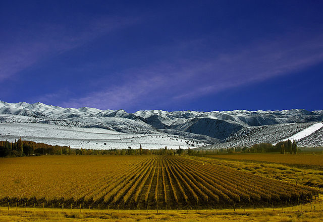 File:Viñedos de Mendoza.jpg