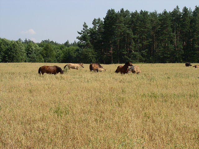 File:Belarus-Minsk Province-Horses.jpg