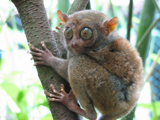 File:Bohol Tarsier.jpg
