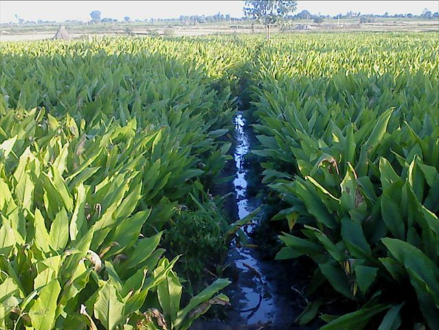 File:Turmeric.JPG