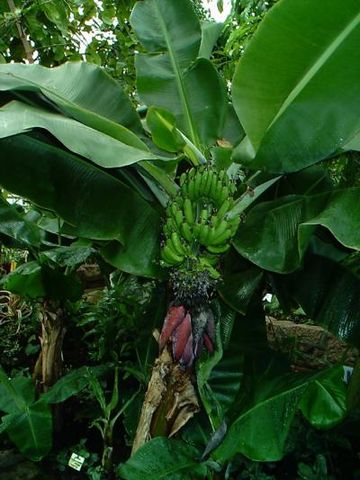 File:Banana Tree 01.jpg