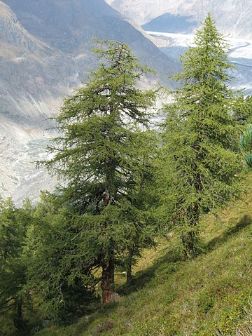 File:Larix decidua Aletschwald.jpg