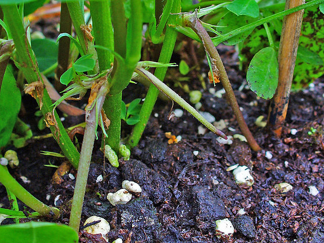 File:Arachis hypogaea 006.JPG