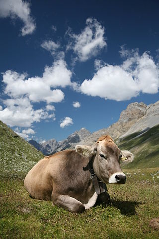 File:CH cow 2.jpg