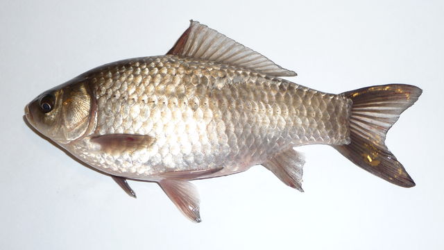 File:Carassius gibelio 2008 G2.jpg