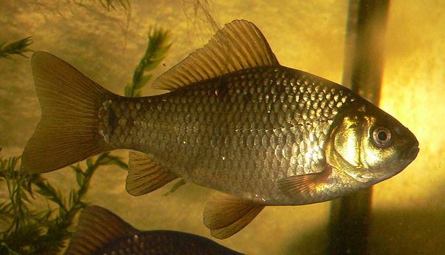 File:CarassiusCarassius8.JPG