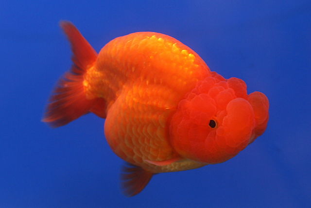 File:Goldfish Ranchu 2.jpg