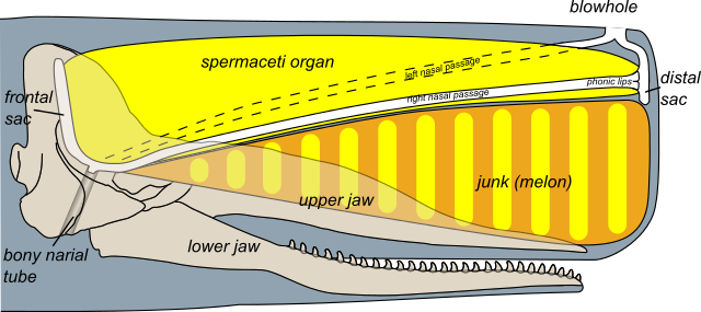 File:Sperm whale head anatomy (skull cutaway).svg