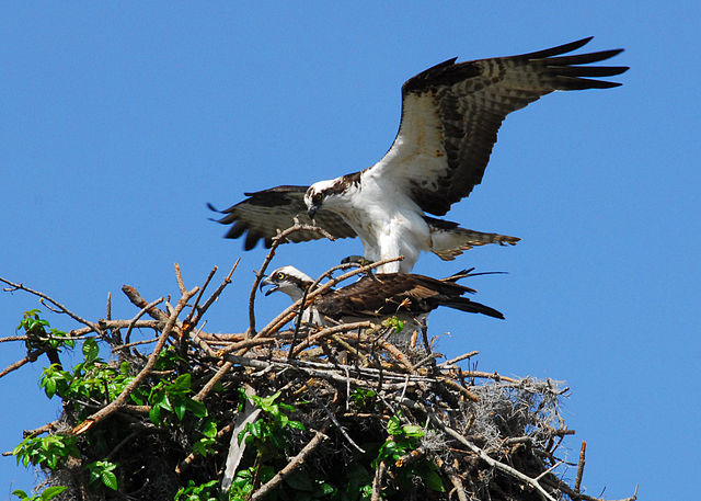 File:Osprey prepare to mate.jpg