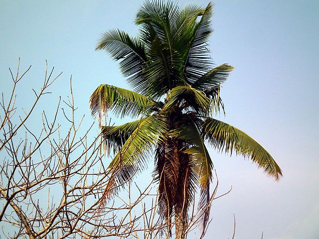File:Coconut tree from Kerala.jpg