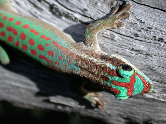 File:Phelsuma ornata - journal.pbio.1001382.png