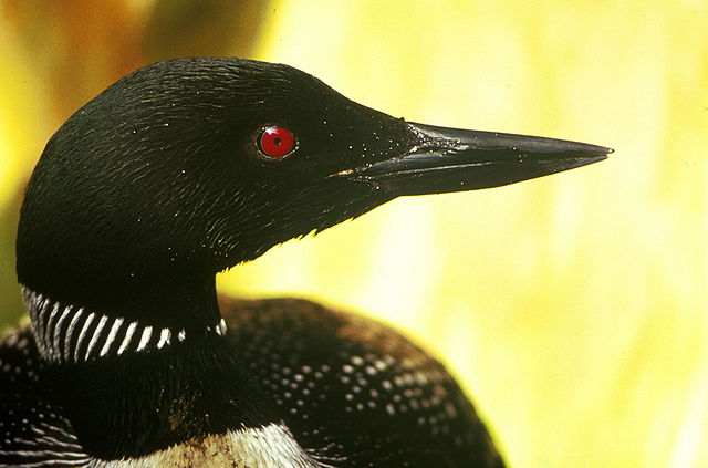 File:Common Loon head sideways.jpg