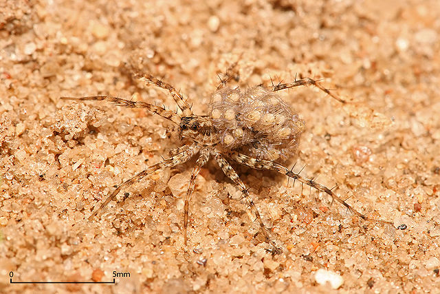 File:Lycosidae female carrying young.jpg