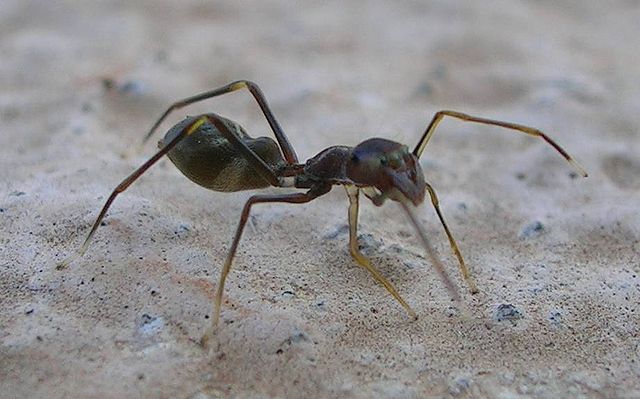 File:Ant Mimic Spider.jpg