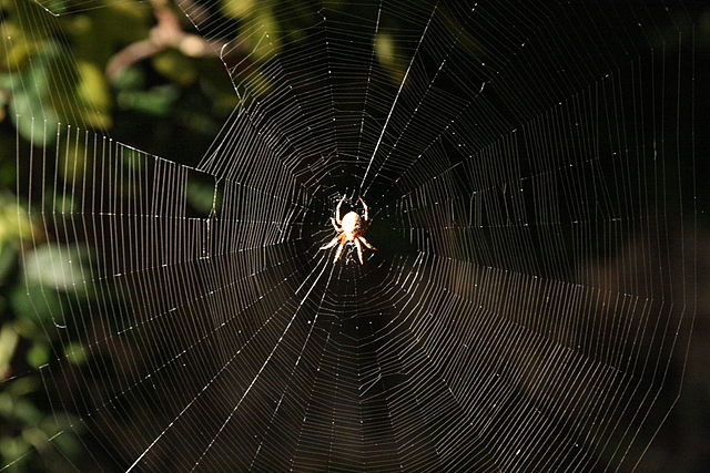 File:Araneus diadematus web 1.jpg