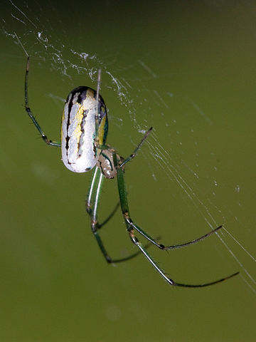 File:Leucauge venusta Kaldari 01.jpg