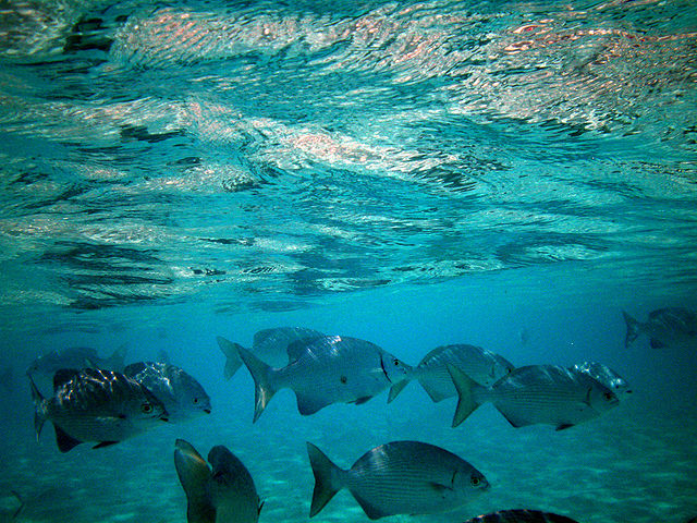 File:Maldives rudder fish kyphosus cinerascens.jpg