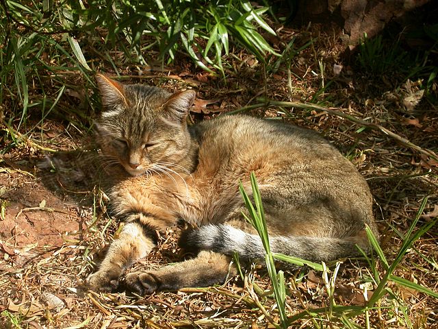 File:AfricanWildCat.jpg