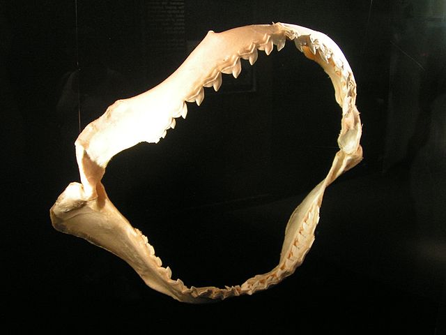 File:Gebiss Tigerhai 1.jpg