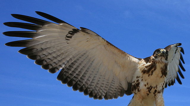 File:Captive Red-tailed Hawk at Bacara.jpg