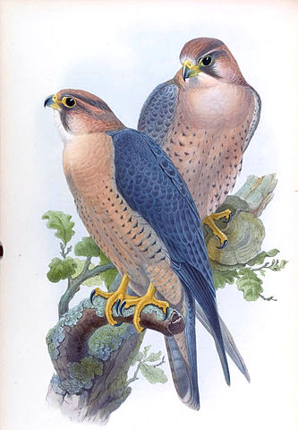 File:FalcoPeregrinusBabylonicusGould.jpg