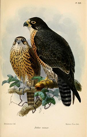 File:FalcoMinorKeulemans.jpg