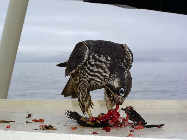 File:Falco peregrinus on ship USFWS.jpg