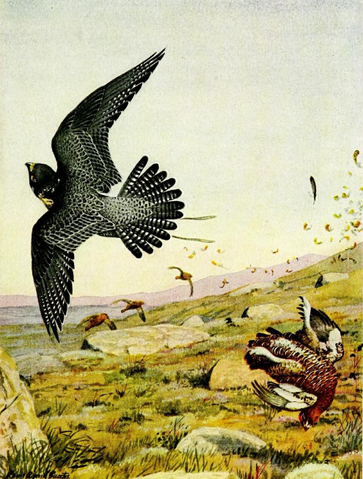 File:Falconry sport of kings (1920) Peregrine falcon striking red grouse.png