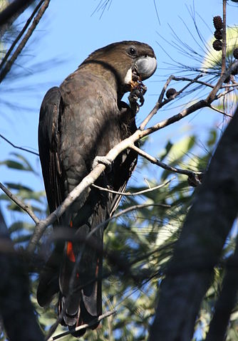 File:Glossy black cockatoo male kobble08.JPG