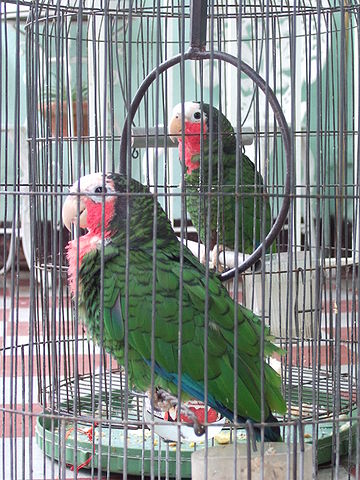 File:Pet parrots in Cuba.jpg