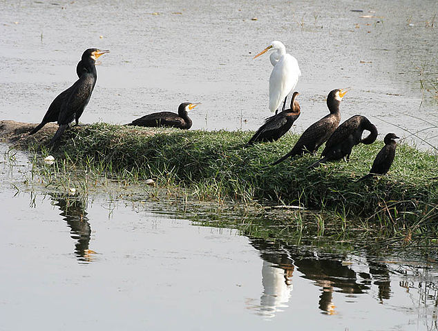 File:Great Cormorants with Darter, other Cormorants & Great Egret I2 IMG 9369.jpg