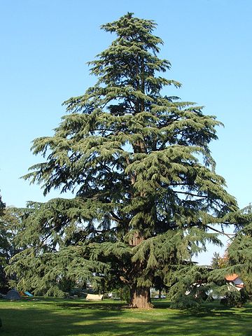 File:Pedrengo cedro nel parco Frizzoni.jpg