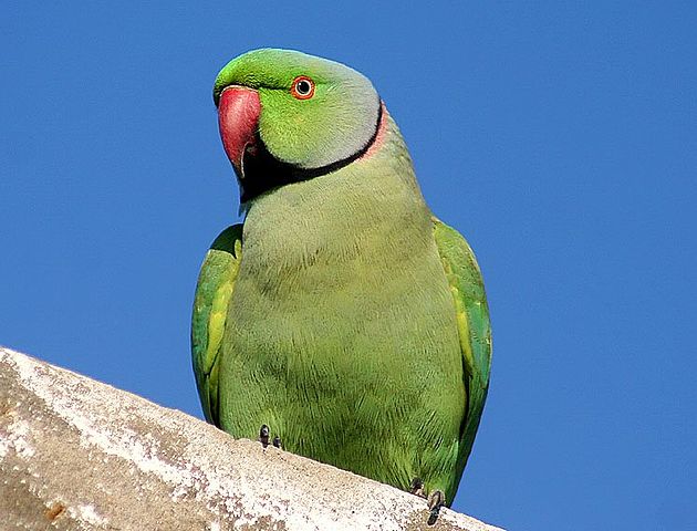 File:Rose-ringed Parakeet I IMG 9797.jpg